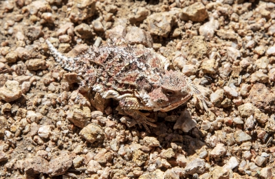 New Mexico Horned Lizard August 2018